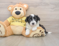 6 week old Aussiechon Puppy For Sale - Pilesgrove Pups