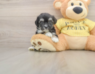6 week old Aussiechon Puppy For Sale - Pilesgrove Pups
