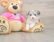 6 week old Aussiechon Puppy For Sale - Pilesgrove Pups