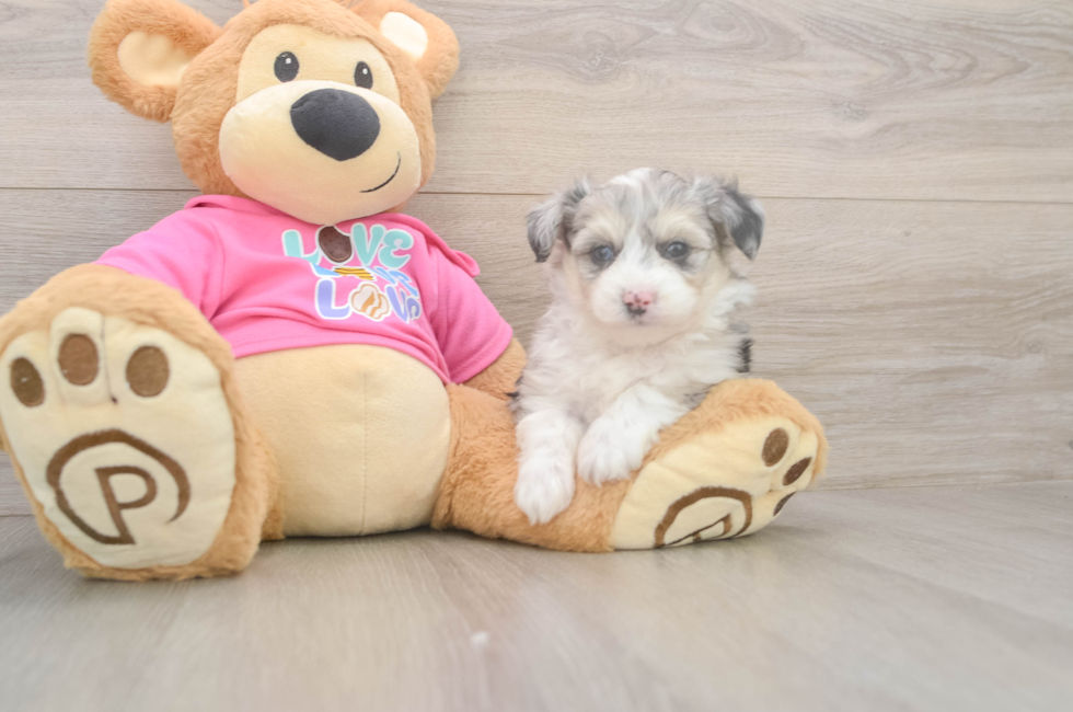 5 week old Aussiechon Puppy For Sale - Pilesgrove Pups