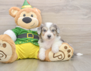 6 week old Aussiechon Puppy For Sale - Pilesgrove Pups
