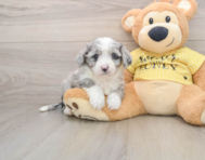 5 week old Aussiechon Puppy For Sale - Pilesgrove Pups