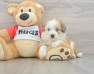 6 week old Aussiechon Puppy For Sale - Pilesgrove Pups