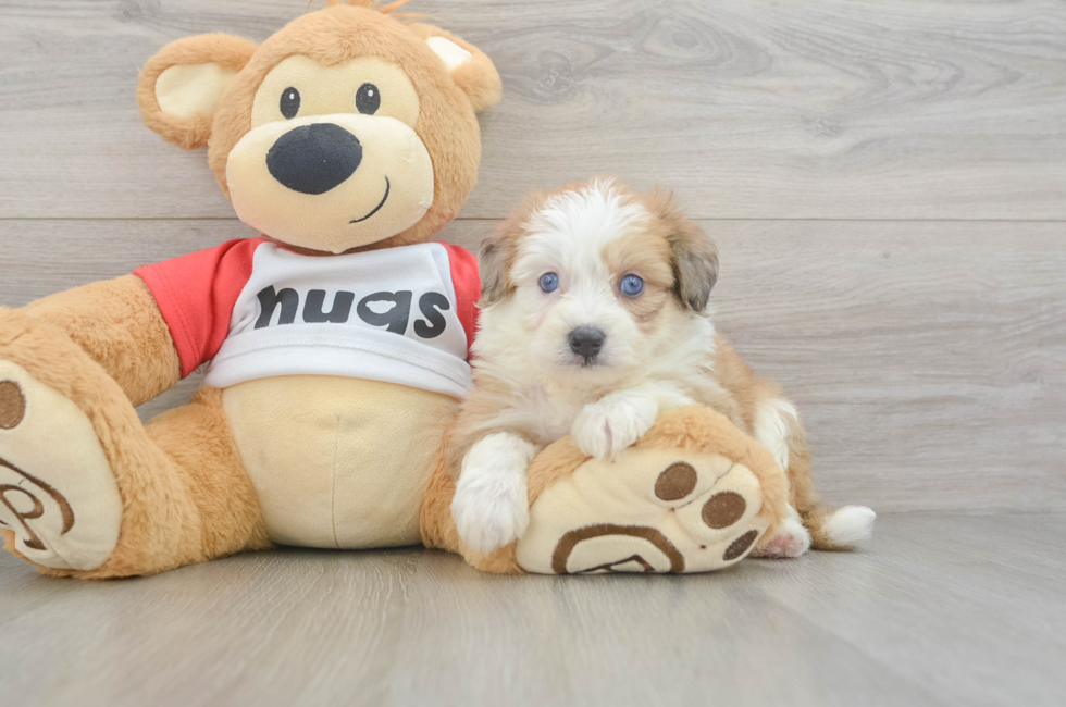 5 week old Aussiechon Puppy For Sale - Pilesgrove Pups
