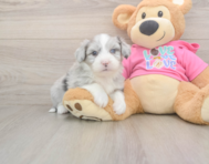 6 week old Aussiechon Puppy For Sale - Pilesgrove Pups