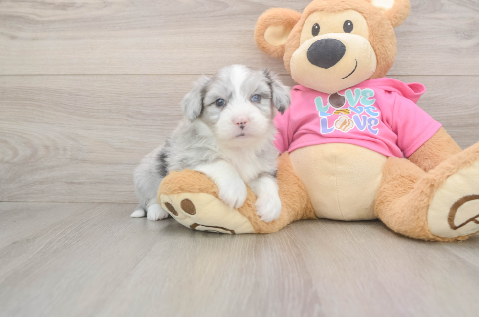 5 week old Aussiechon Puppy For Sale - Pilesgrove Pups