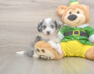 6 week old Aussiechon Puppy For Sale - Pilesgrove Pups