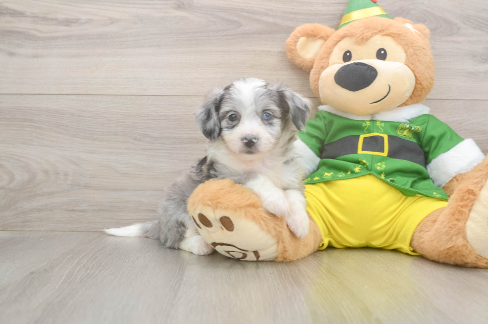 6 week old Aussiechon Puppy For Sale - Pilesgrove Pups