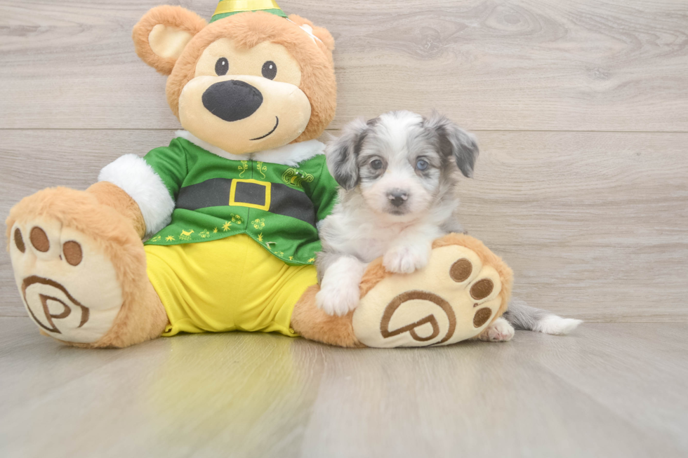 Best Aussiechon Baby