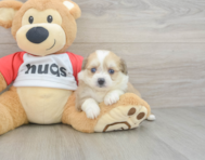 6 week old Aussiechon Puppy For Sale - Pilesgrove Pups