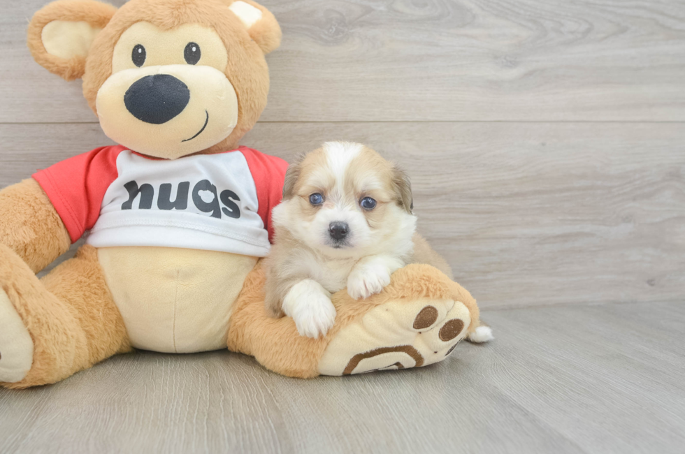 5 week old Aussiechon Puppy For Sale - Pilesgrove Pups