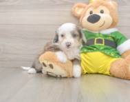 6 week old Aussiechon Puppy For Sale - Pilesgrove Pups