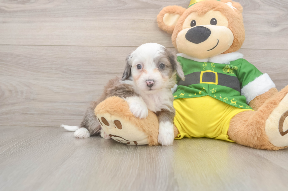 6 week old Aussiechon Puppy For Sale - Pilesgrove Pups