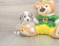 6 week old Aussiechon Puppy For Sale - Pilesgrove Pups