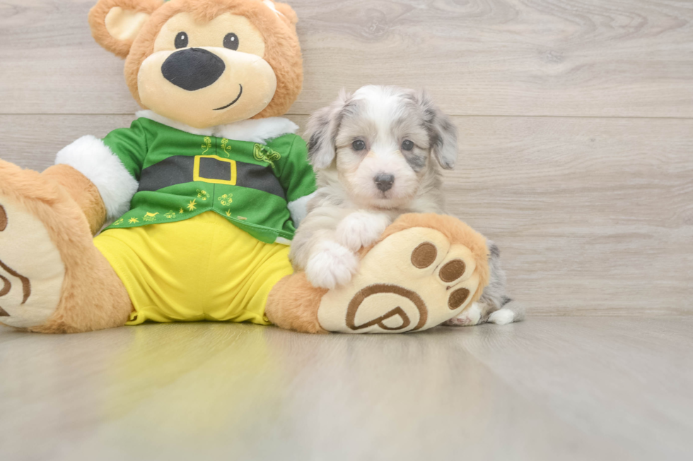 Smart Aussiechon Designer Pup