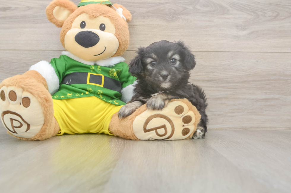 5 week old Aussiechon Puppy For Sale - Pilesgrove Pups