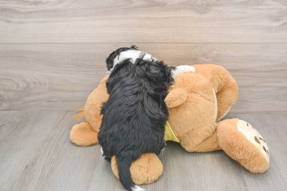 Playful Aussie Bichon Designer Puppy