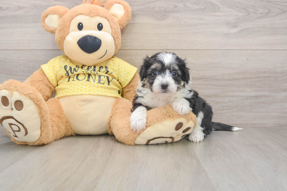 Best Aussiechon Baby