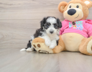 5 week old Aussiechon Puppy For Sale - Pilesgrove Pups