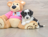 5 week old Aussiechon Puppy For Sale - Pilesgrove Pups