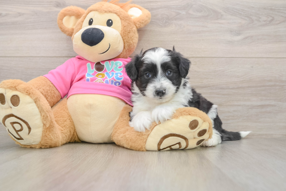 Aussiechon Puppy for Adoption