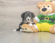 8 week old Aussiechon Puppy For Sale - Pilesgrove Pups