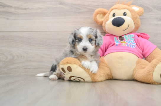 Best Aussiechon Baby