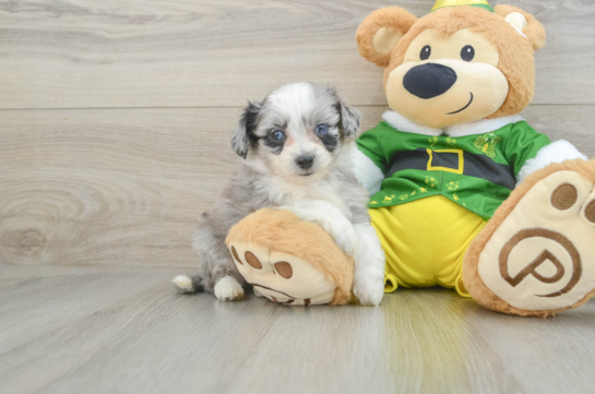 Adorable Aussie Bichon Designer Puppy