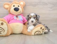 5 week old Aussiechon Puppy For Sale - Pilesgrove Pups