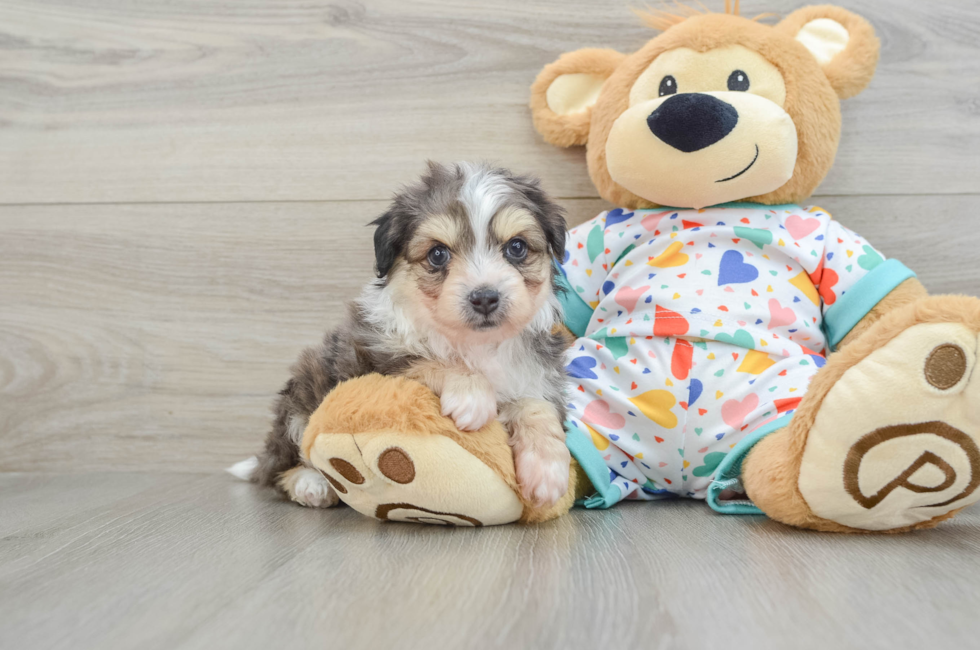 7 week old Aussiechon Puppy For Sale - Pilesgrove Pups