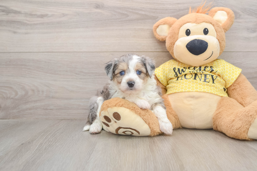 Smart Aussiechon Designer Pup