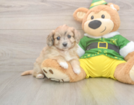 6 week old Aussiechon Puppy For Sale - Pilesgrove Pups