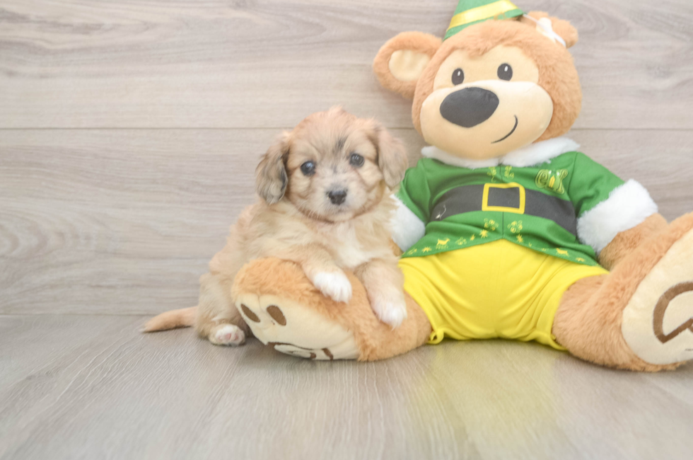 5 week old Aussiechon Puppy For Sale - Pilesgrove Pups