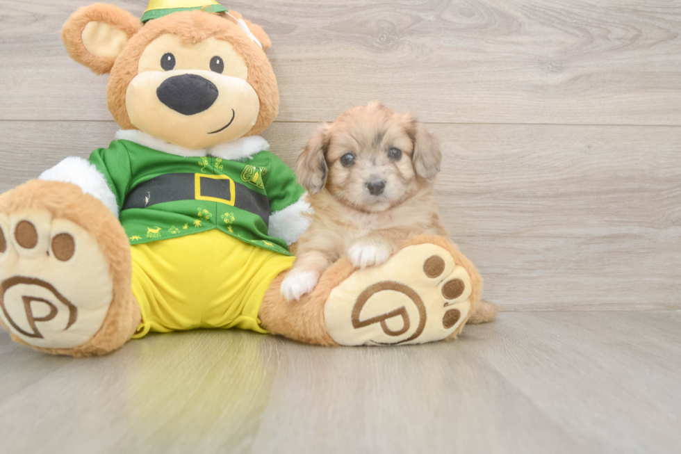 Best Aussiechon Baby