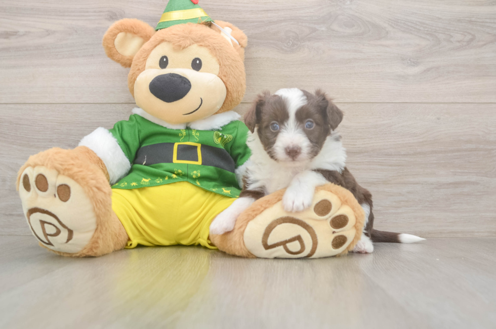 5 week old Aussiechon Puppy For Sale - Pilesgrove Pups