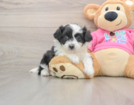 6 week old Aussiechon Puppy For Sale - Pilesgrove Pups