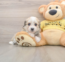 6 week old Aussiechon Puppy For Sale - Pilesgrove Pups