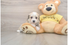 Aussiechon Puppy for Adoption