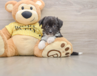 8 week old Aussiechon Puppy For Sale - Pilesgrove Pups