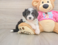 7 week old Aussiechon Puppy For Sale - Pilesgrove Pups