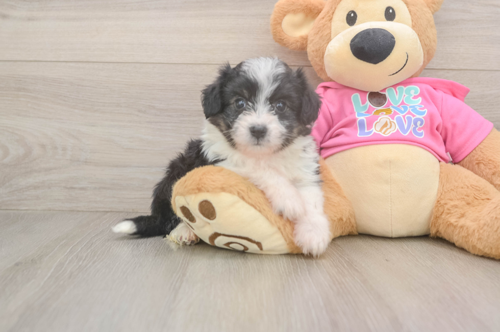 6 week old Aussiechon Puppy For Sale - Pilesgrove Pups