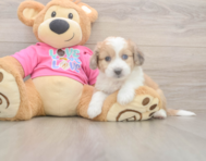 6 week old Aussiechon Puppy For Sale - Pilesgrove Pups
