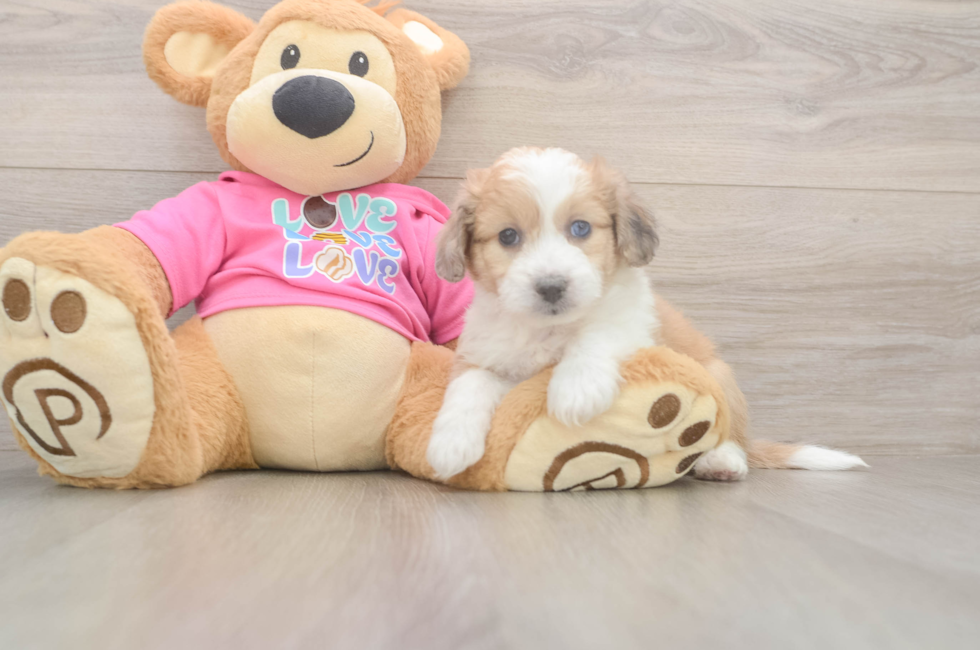 5 week old Aussiechon Puppy For Sale - Pilesgrove Pups