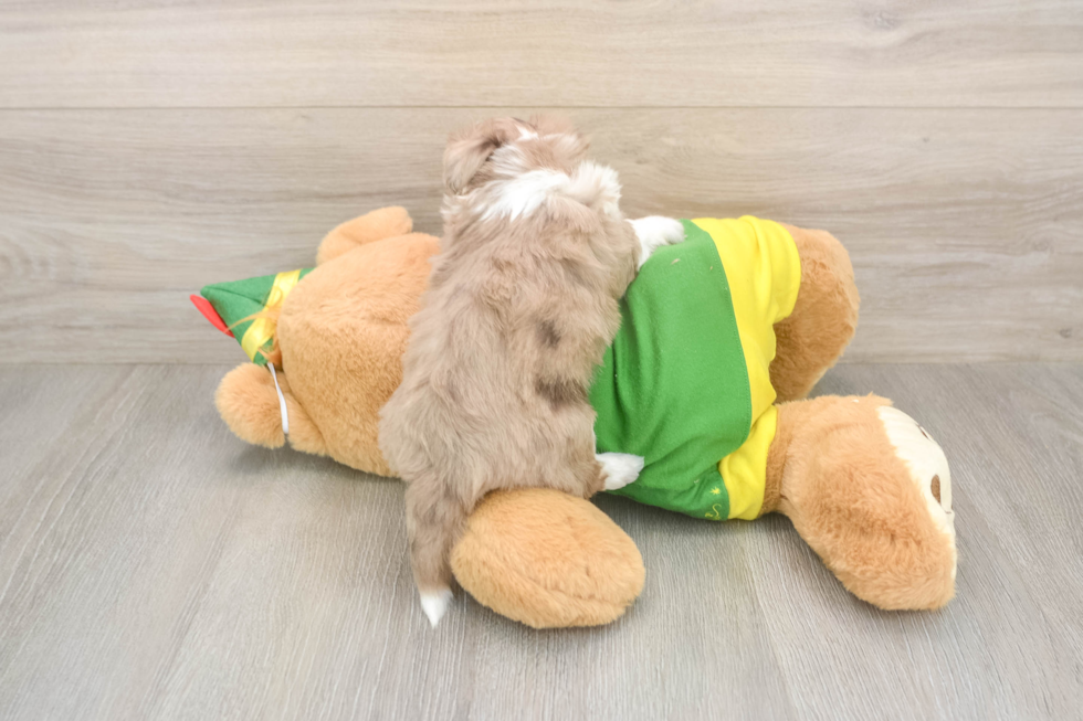 Hypoallergenic Aussie Bichon Designer Puppy