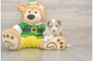 Aussiechon Puppy for Adoption