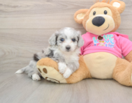 6 week old Aussiechon Puppy For Sale - Pilesgrove Pups