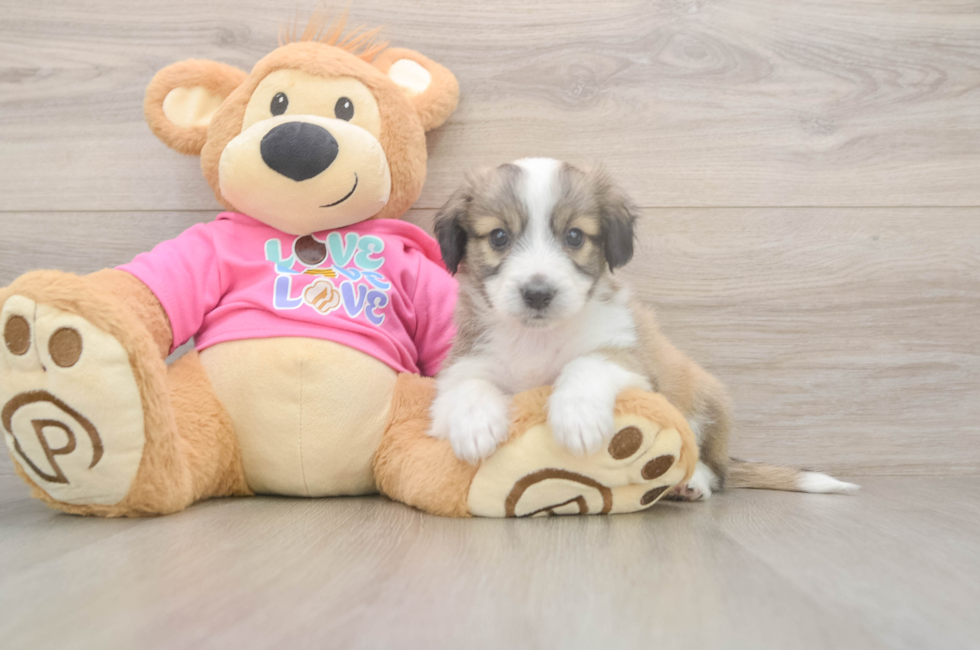 5 week old Aussiechon Puppy For Sale - Pilesgrove Pups