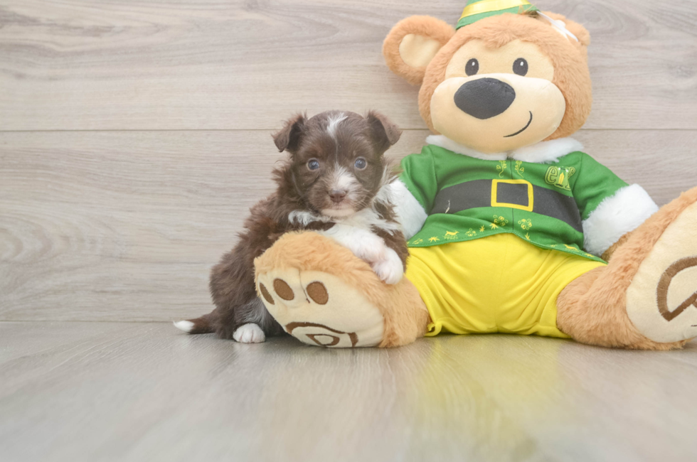 5 week old Aussiechon Puppy For Sale - Pilesgrove Pups