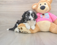 6 week old Aussiechon Puppy For Sale - Pilesgrove Pups