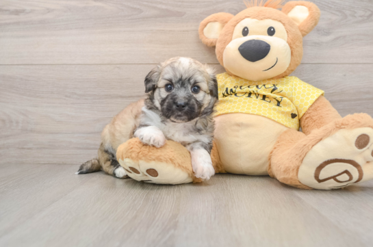 Petite Aussiechon Designer Pup